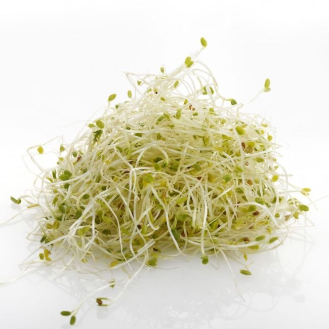 Alfalfa-Sprossen