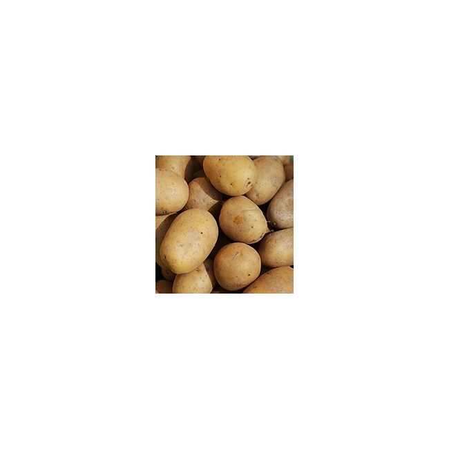 Kartoffeln - festkochend Anuschka - LW