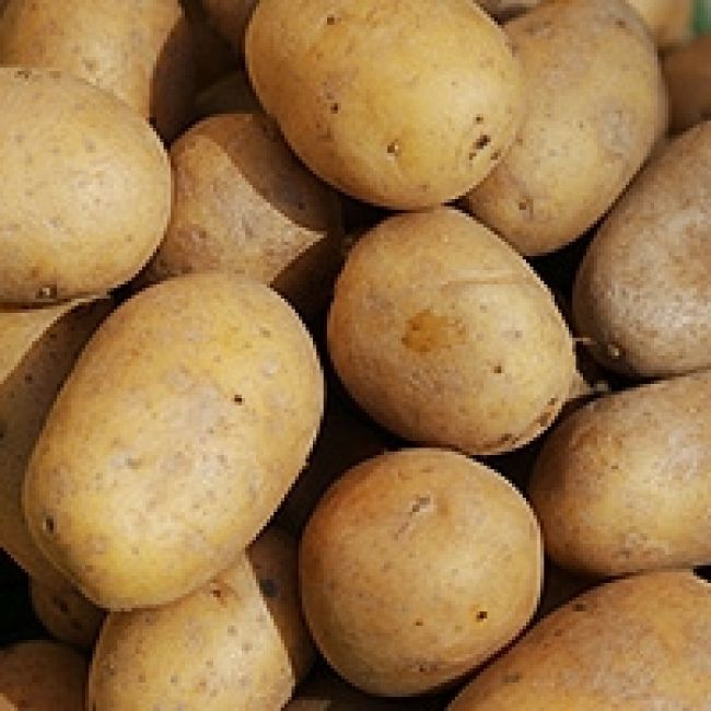 Kartoffeln festkochend, Belana